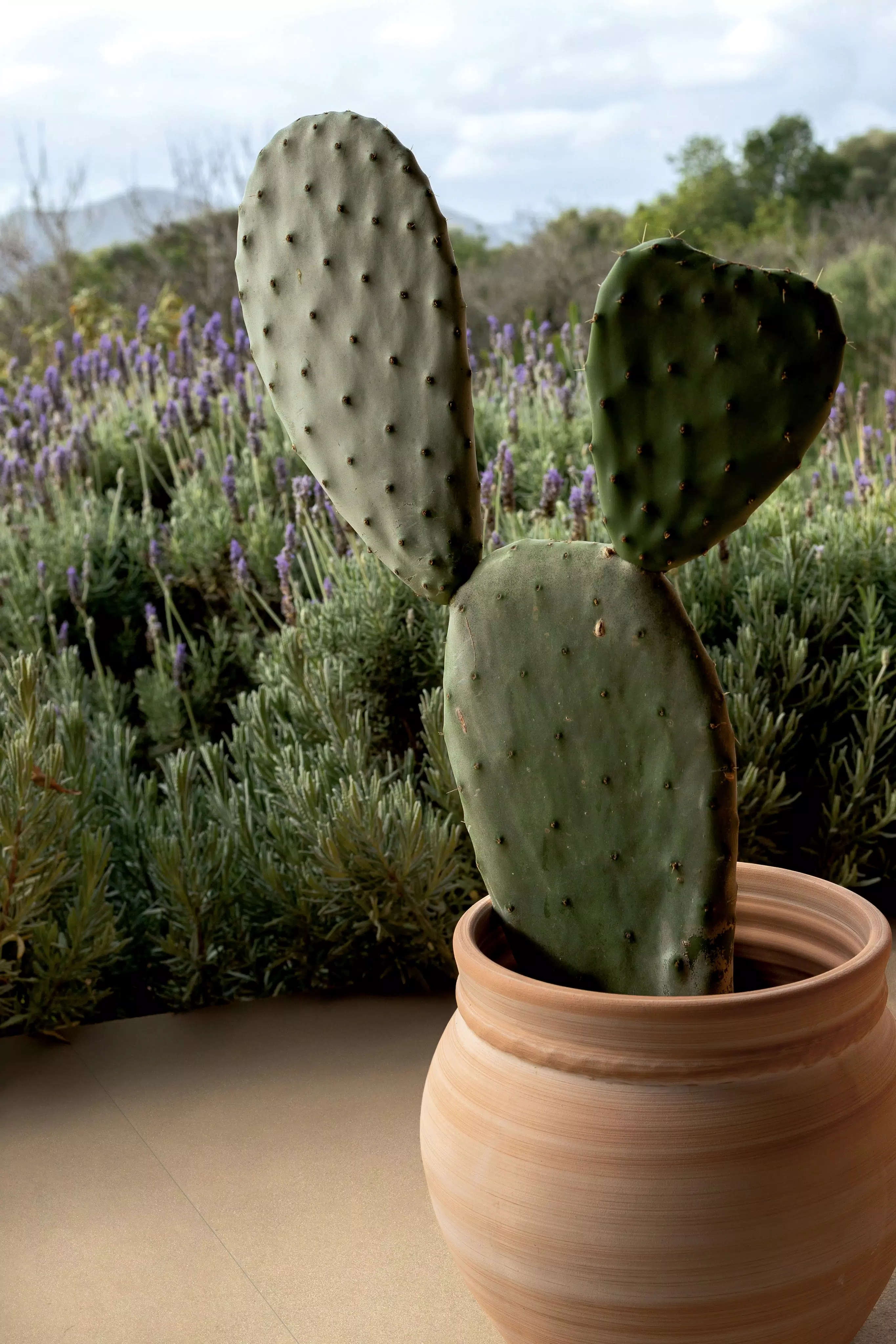 SensiTerre ambiente 41 | Florim